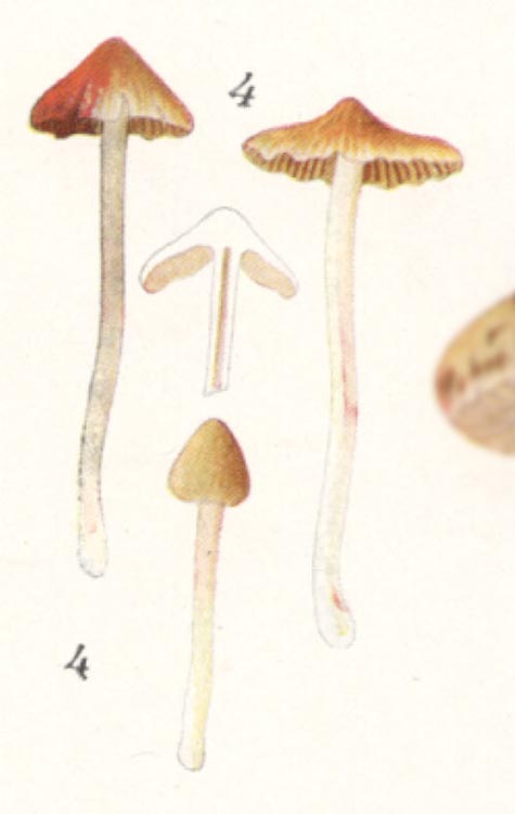 Inocybe auricoma
