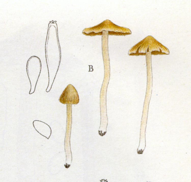 Inocybe auricoma