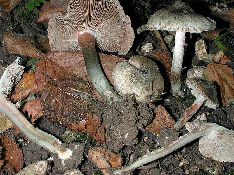 Inocybe haemacta