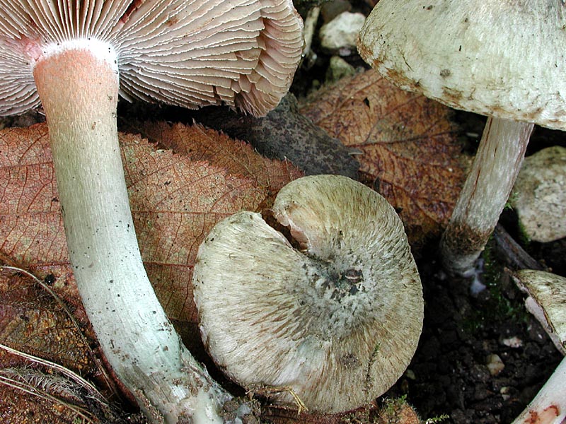 Inocybe haemacta