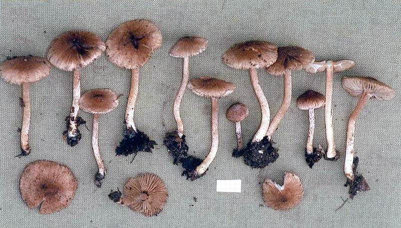 Inocybe phaeodisca