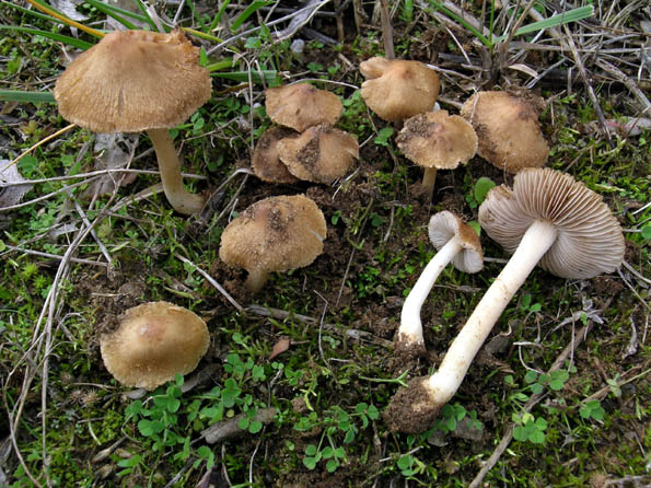 Inocybe 20031109 gonio