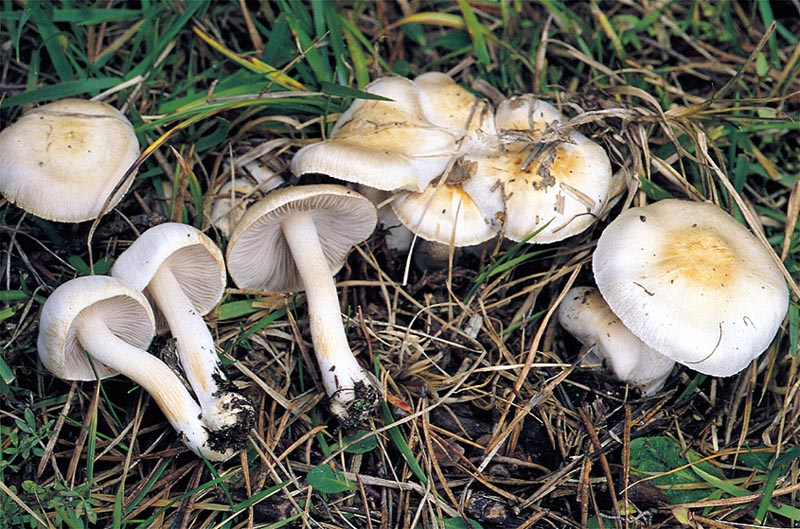 Inocybe pudica