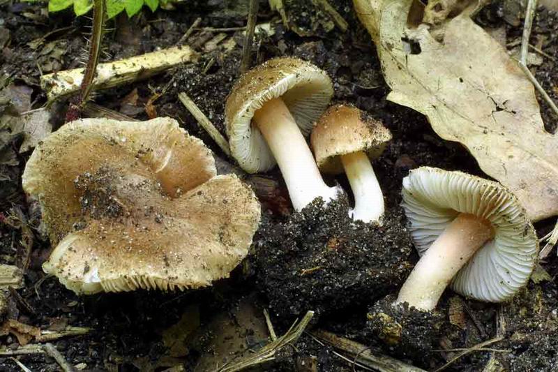Inocybe oblectabilis
