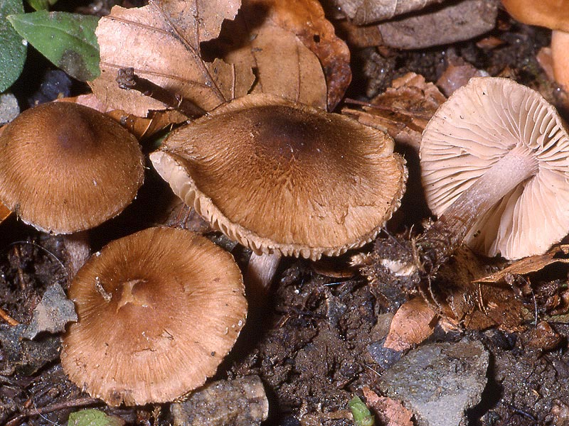Inocybe curvipes