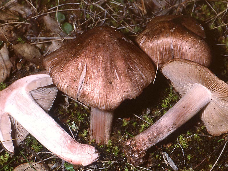Inocybe jurana