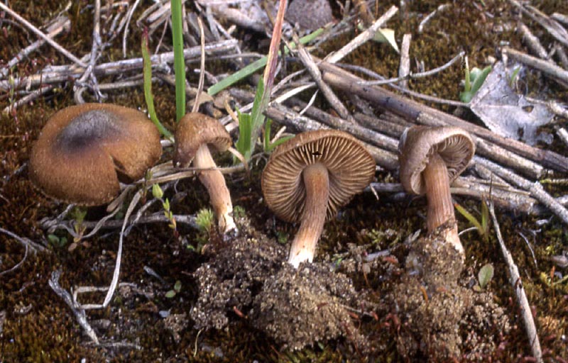 Inocybe tjallingiorum