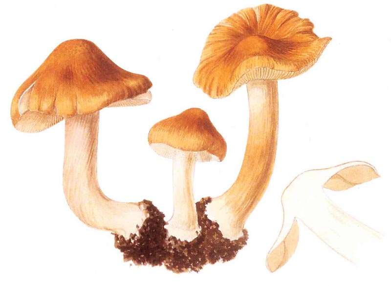 Inocybe valida