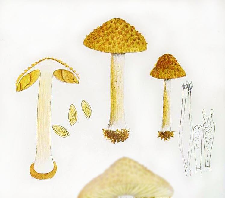 Inocybe muricellata